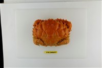 藏品(燦爛滑面蟹)的圖片